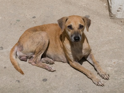 Stray/free-roaming dogs