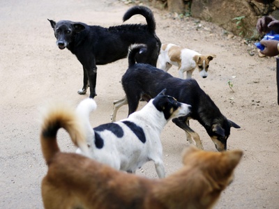 Stray dogs