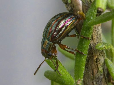 Striped ambrosia beetle