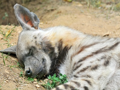 Striped hyena