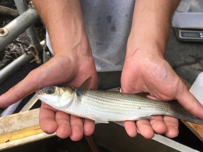 Striped mullet
