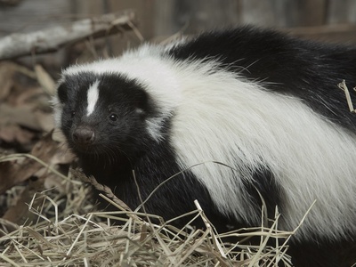 Striped skunk
