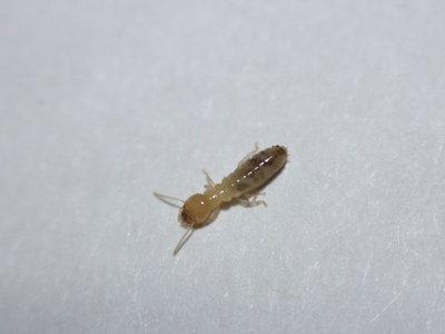 Subterranean termite (worker)
