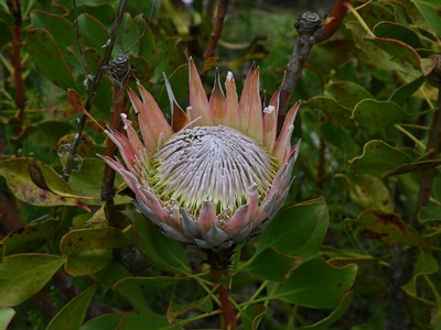 Sugarbush protea