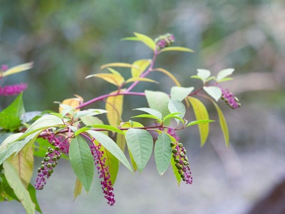 Sumac (berries)