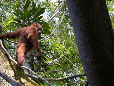 Sumatran orangutan