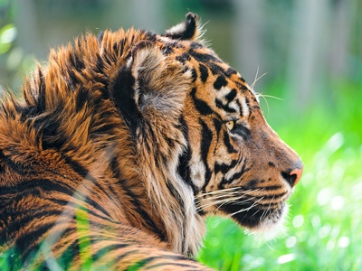 Sumatran tiger