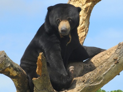 Sun bear