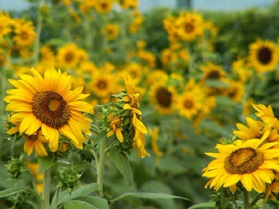 Sunflower (garden)