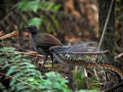 Superb lyrebird