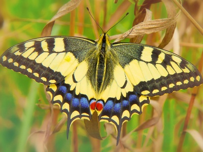 Swallowtail