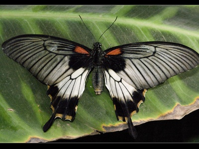 Swallowtail butterfly