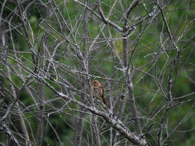 Swamp sparrow