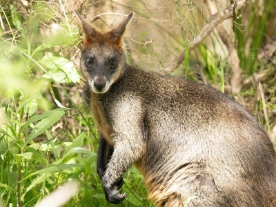 Swamp wallaby
