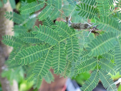 Sweet acacia