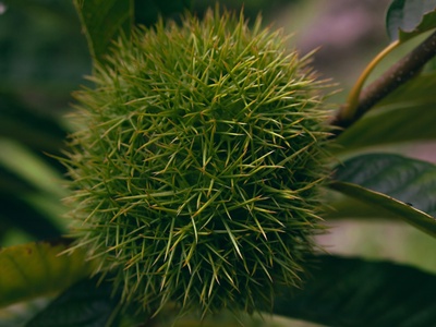 Sweet chestnut