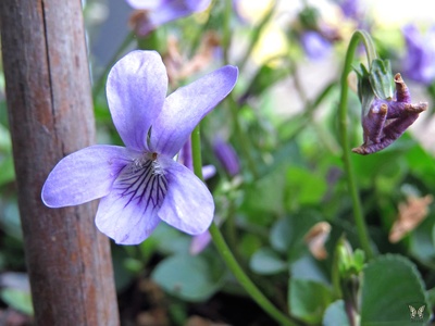 Sweet violet