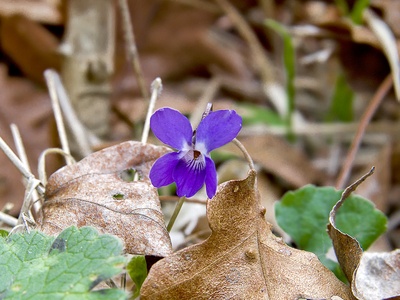 Sweet violet (Duftveilchen)