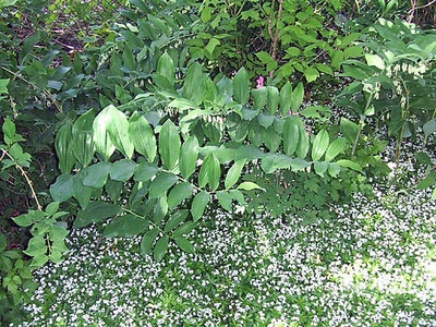 Sweet woodruff