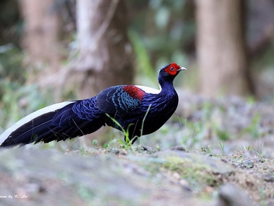 Swinhoe's Pheasant