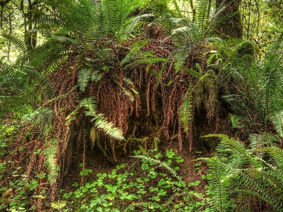 Sword fern