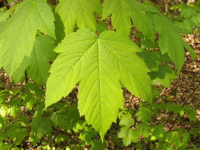 Sycamore maple