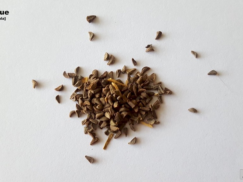 Dry Syrian Rue Plants Of Lebanon: The Complete List - Flora Fauna Fun