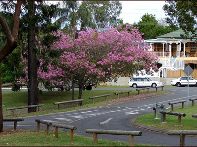 Tabebuia (Trumpet tree)