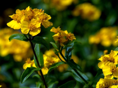 Tagetes lucida (pericón)