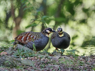 Taiwan Partridge