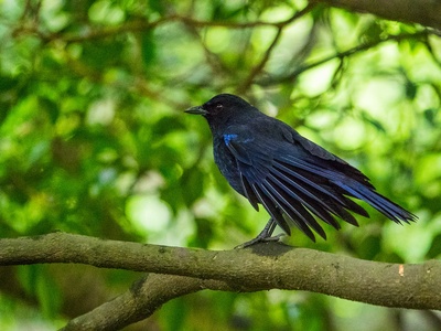 Taiwan Whistling Thrush