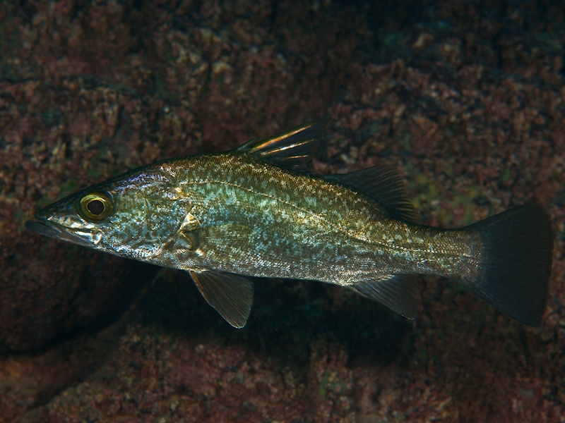 Fish Of The Democratic Republic Of The Congo - Flora Fauna Fun