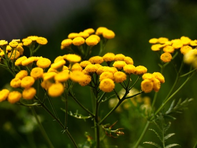 Tansy