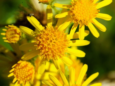 Tansy ragwort