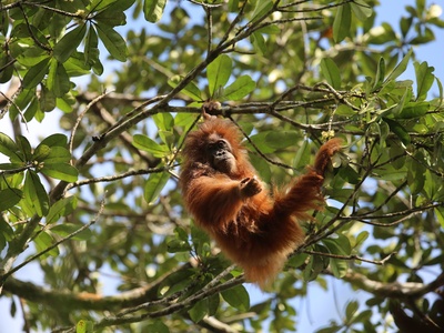 Tapanuli orangutan