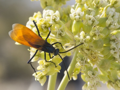 Tarantula hawk