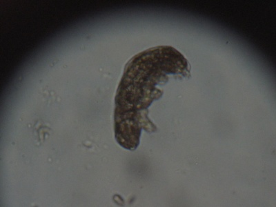 Tardigrade (water bear)
