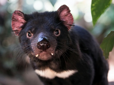 Tasmanian devil
