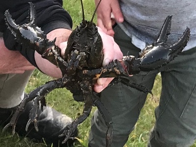 Tasmanian giant freshwater crayfish
