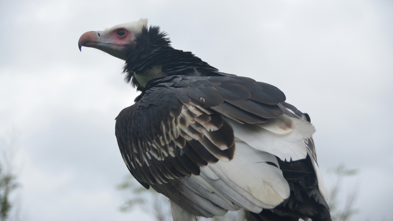 Map inset showing ranges of buzzards and vultures and conservation work in the field