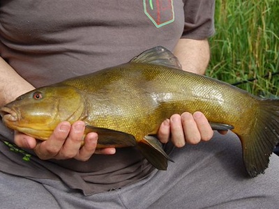 Tench