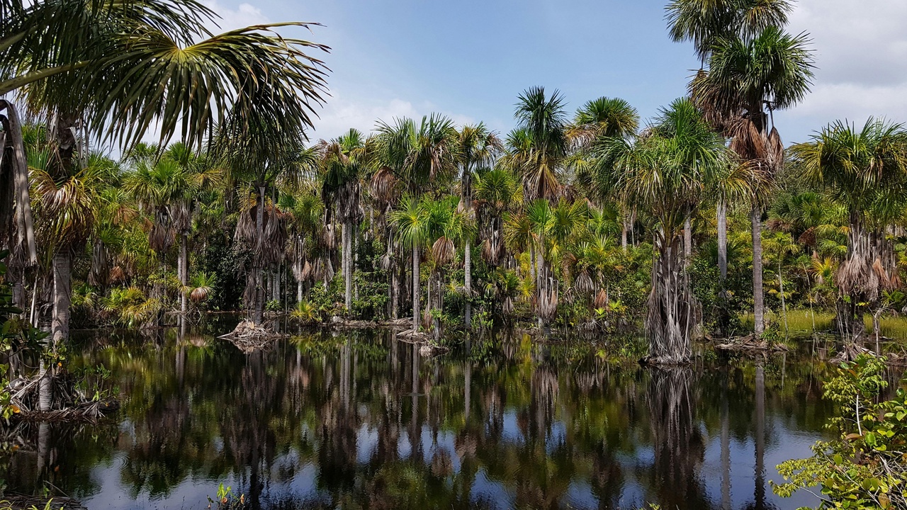 Tepui plateau with endemic plants and cloud cover