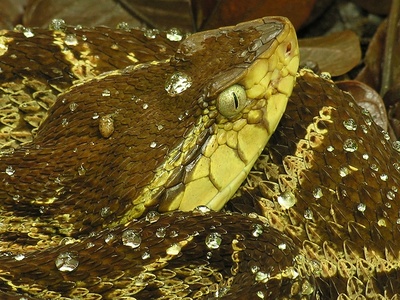 Terciopelo (Fer-de-lance)
