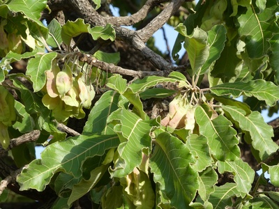 Terminalia avicennioides