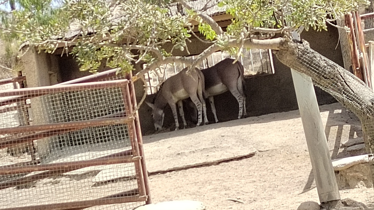 Somali wild ass standing on arid rangeland with distant acacia trees