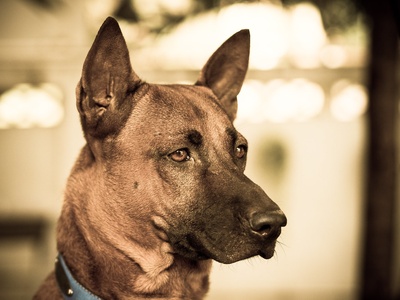 Thai Ridgeback