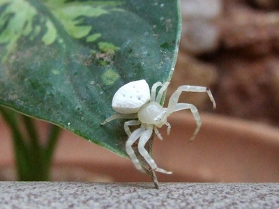 Thomisus spectabilis