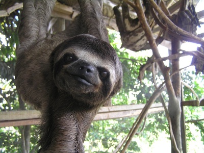 Three-toed sloth