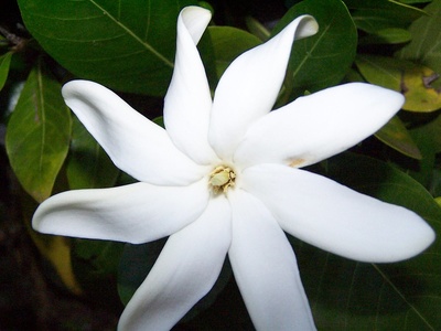 Tiare (Tahitian gardenia)
