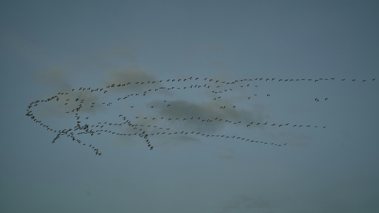 Migratory songbirds resting and feeding at a coastal stopover site during autumn migration.